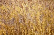 Reeds, Sedge, Phragmites australis.