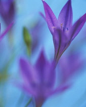 Brodiaea, Triteleia laxa.