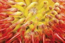 Leucadendron, Leucadendron Protecea.