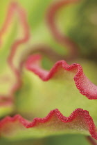 Round-leafedNavel-wort, Cotyledon orbiculata.