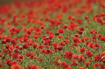 Poppyfield, Papaver rhoeas.