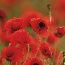 Poppyfield, Papaver rhoeas.