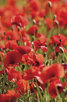 Poppyfield, Papaver rhoeas.