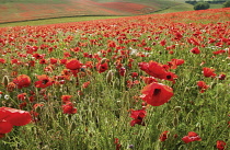 Poppyfield, Papaver rhoeas.