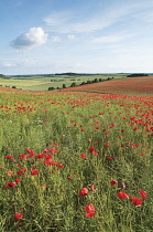 Poppyfield, Papaver rhoeas.