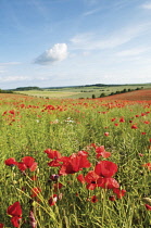 Poppyfield, Papaver rhoeas.