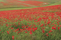 Poppyfield, Papaver rhoeas.