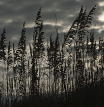 Reeds, Sedge, Phragmites.