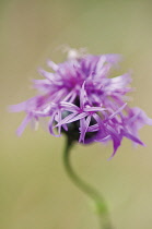GreaterKnapweed, Centaurea scabiosa.