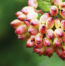 Wayfaringtree, Viburnum lantana.