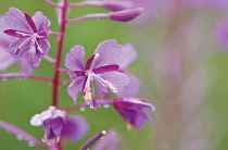 Rosebay Willowherb, Chamerion augustifolium.