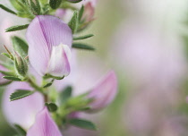 Restharrow, Ononis arvensis.