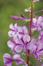 Rosebay Willowherb, Chamerion augustifolium.