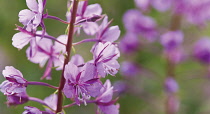 Rosebay Willowherb, Chamerion augustifolium.