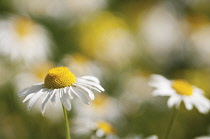 Daisy, Ox-eye daisy, Leucanthemum vulgare.
