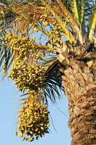 Palm, Date palm, Phoenix.