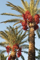 Palm, Date palm, Phoenix.