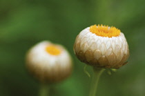 Everlastingflower, Helichrysum.