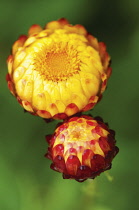 Everlastingflower, Helichrysum.