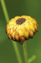 Everlastingflower, Helichrysum.