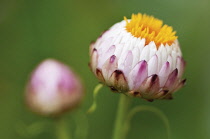 Everlastingflower, Helichrysum.