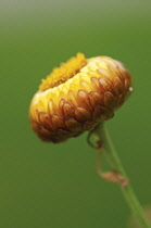 Everlastingflower, Helichrysum.