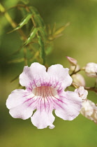 Cape primrose, Streptocarpus.