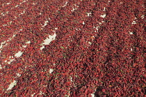 Chilli, Capsicum annuum.