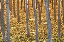 Birch, Betula.