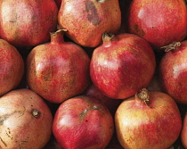 Pomegranate, Punica.