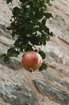 Pomegranate, Punica.