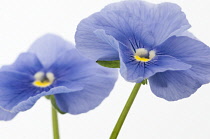 Pansy, Viola wittrockiana.