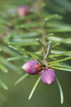 Abies, Picea, Pine, Fir, Pinus.