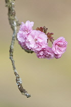 Cherry, Prunus.