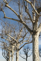 London Plane, Platanus acerifolia.