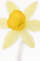 Daffodil, Narcissus.