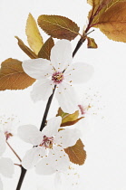 Cherry, Prunus sargentii.