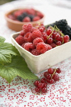 Raspberry, Rubus idaeus.