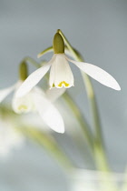 Snowdrop, Galanthus nivalis.