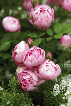 Rose, Rosa.