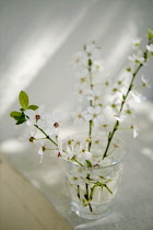 Plum, Prunus domestica.