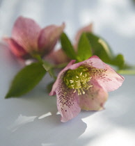 Hellebore, Helleborus orientalis.