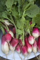 Radish, Raphanus sativus.