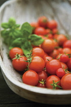 Tomato, Lycopersicon esculentum 'Gardeners Delight'.