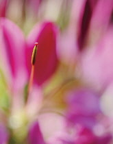 Spiderflower, Cleome, Cleome hassleriana.