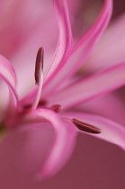 Kaffir Lily, Schizostylis.