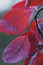 Smokebush, Cotinus coggygria 'Red beauty'.