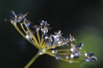 Fennel, Foeniculum vulgare.