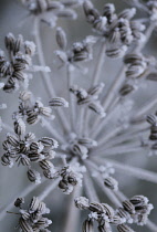 Fennel, Foeniculum vulgare.