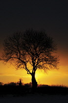 Ash, Fraxinus excelsior.